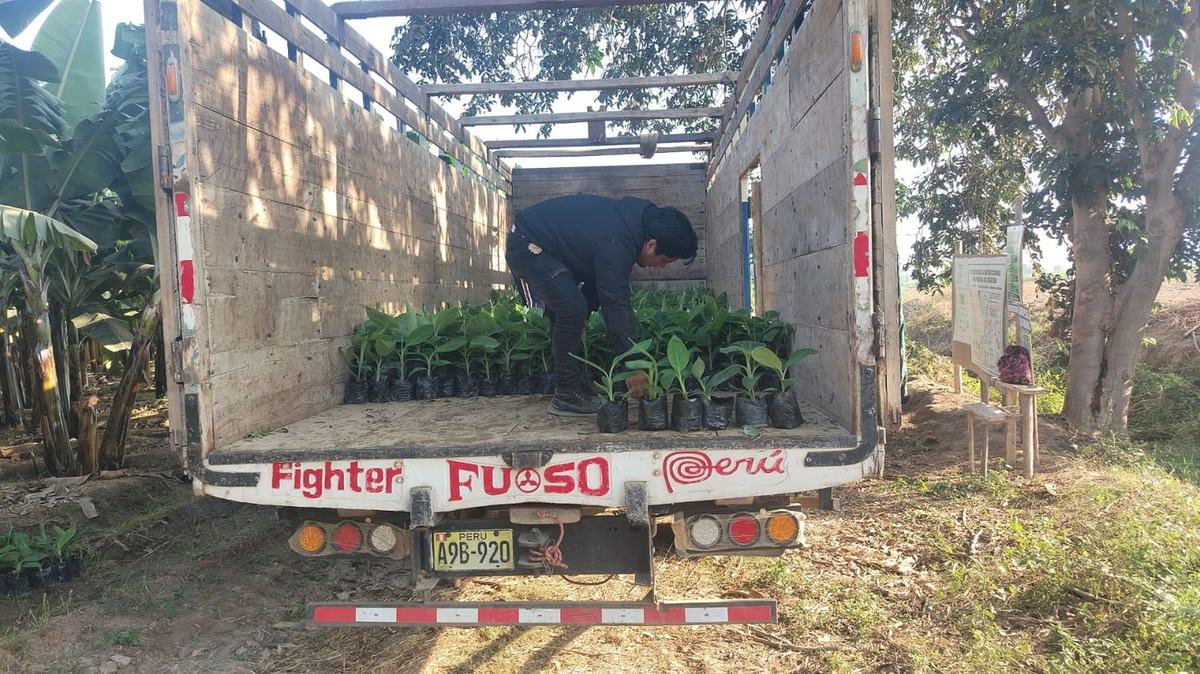 Camión con la carga completa de plantones de banano