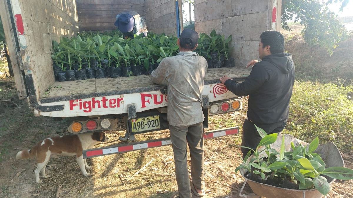 Camión cargado con plantones de banano listos para reparto