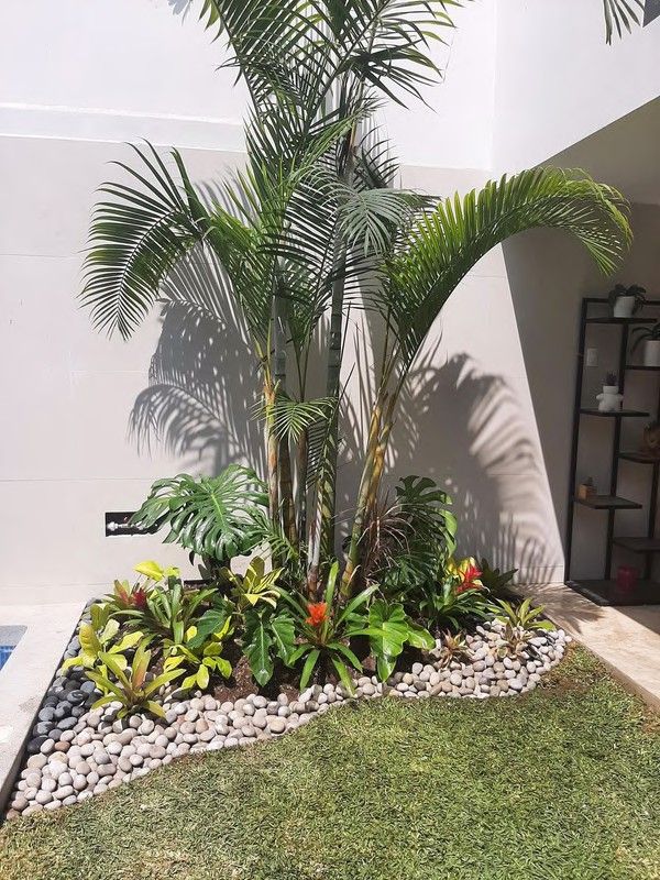 Palmera con base de piedras blancas