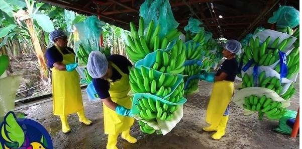 Proceamiento del Banano